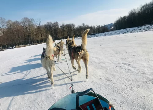Glacier Sled Dog Experience