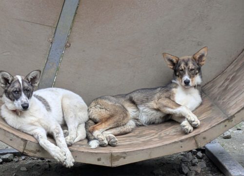 Musher Camp Dogsled Expedition